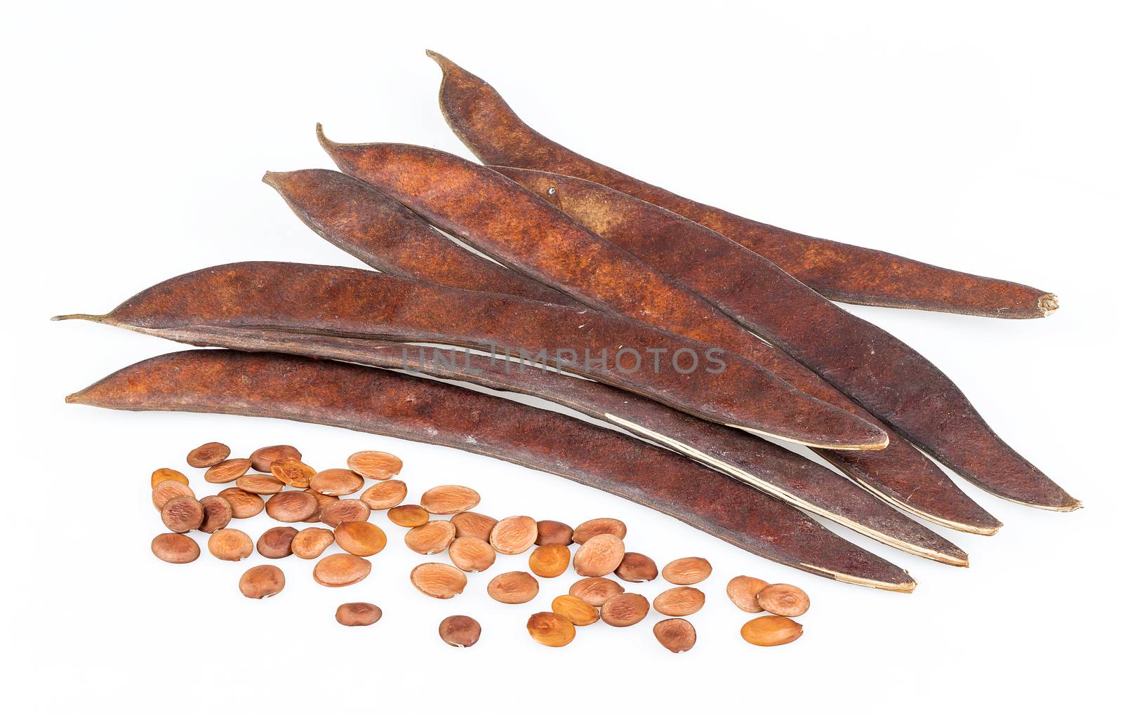 Bauhinia purpurea Linn.-seed and pod on white background