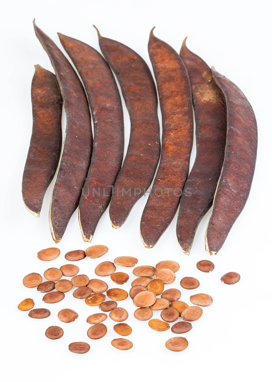 Bauhinia purpurea Linn.-seed and pod on white background