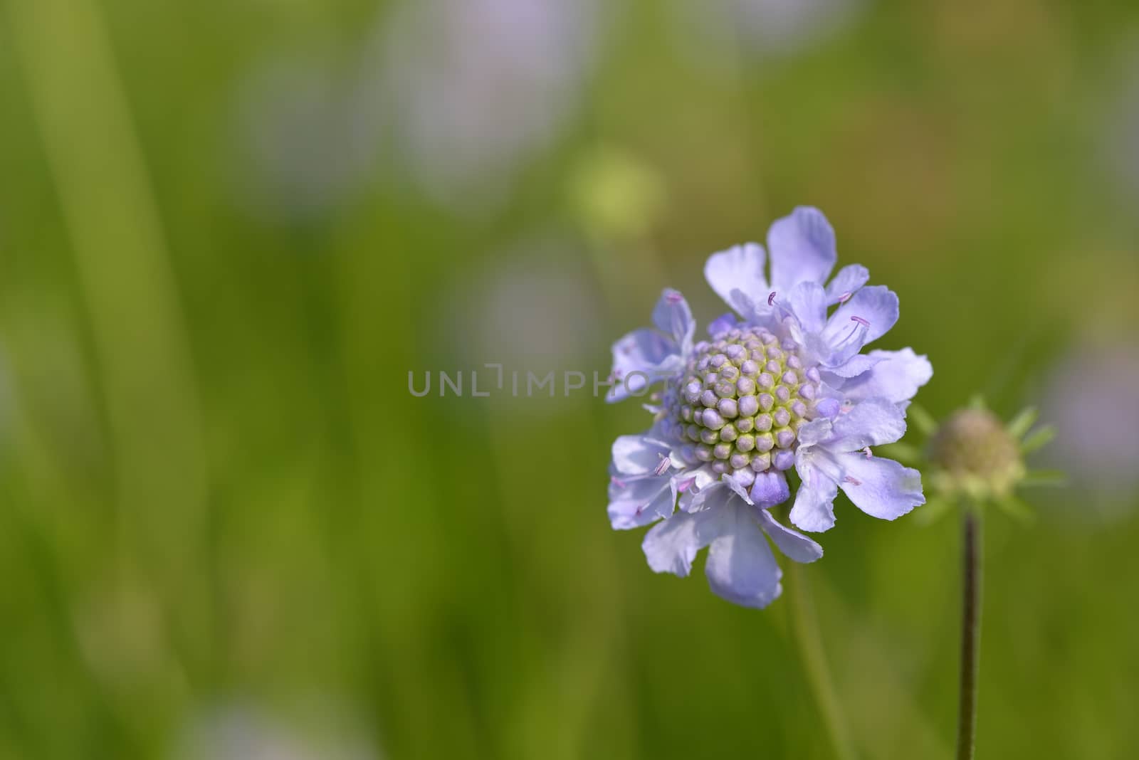 Close up of scabious in full bloom in spring