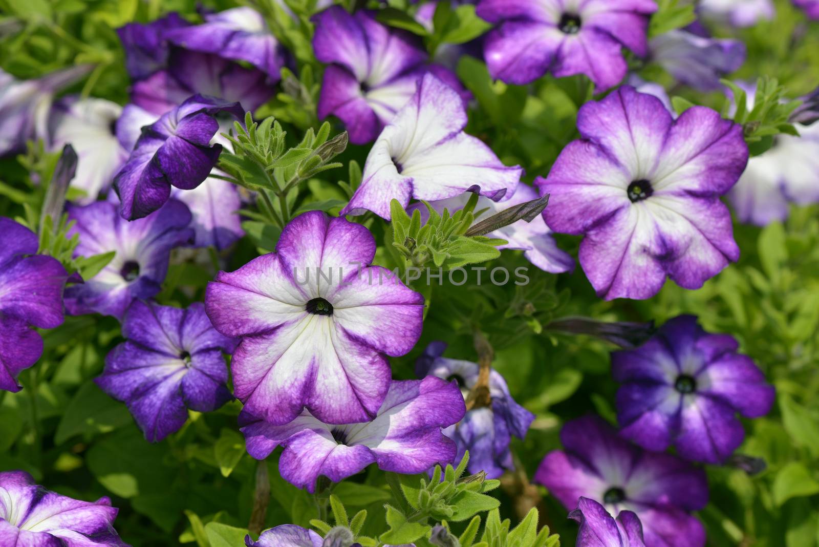 Close Up of Surfinia  full bloom in spring