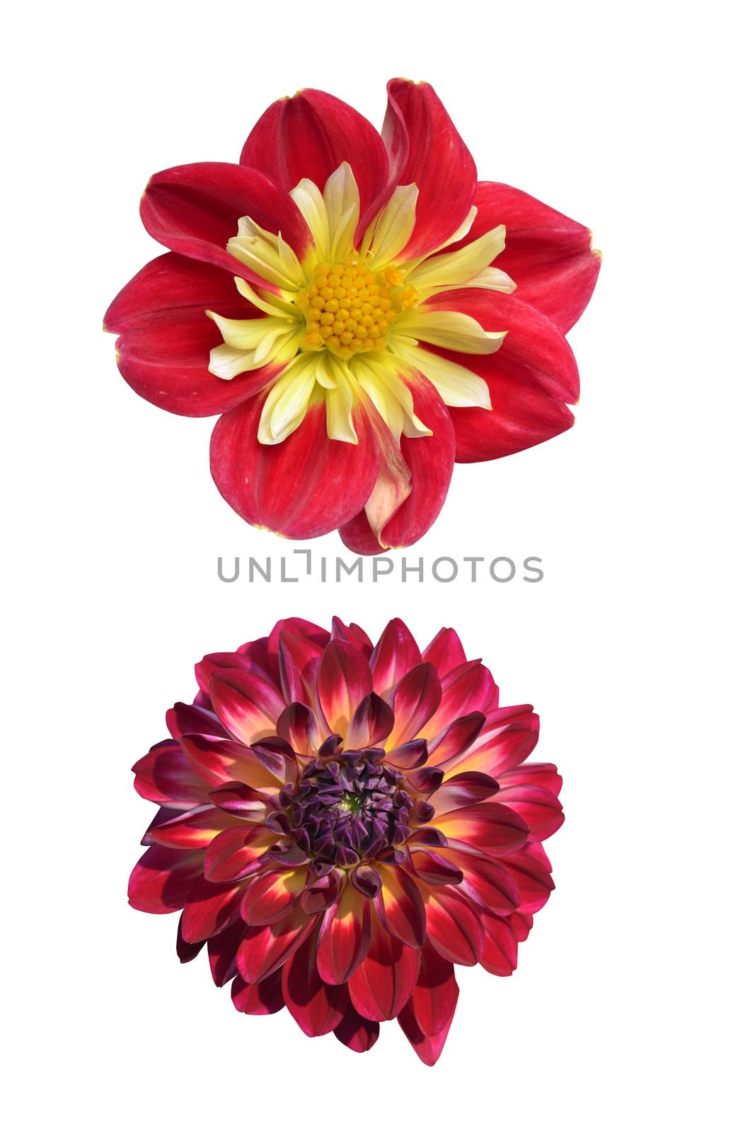 Two dahlias by Hbak