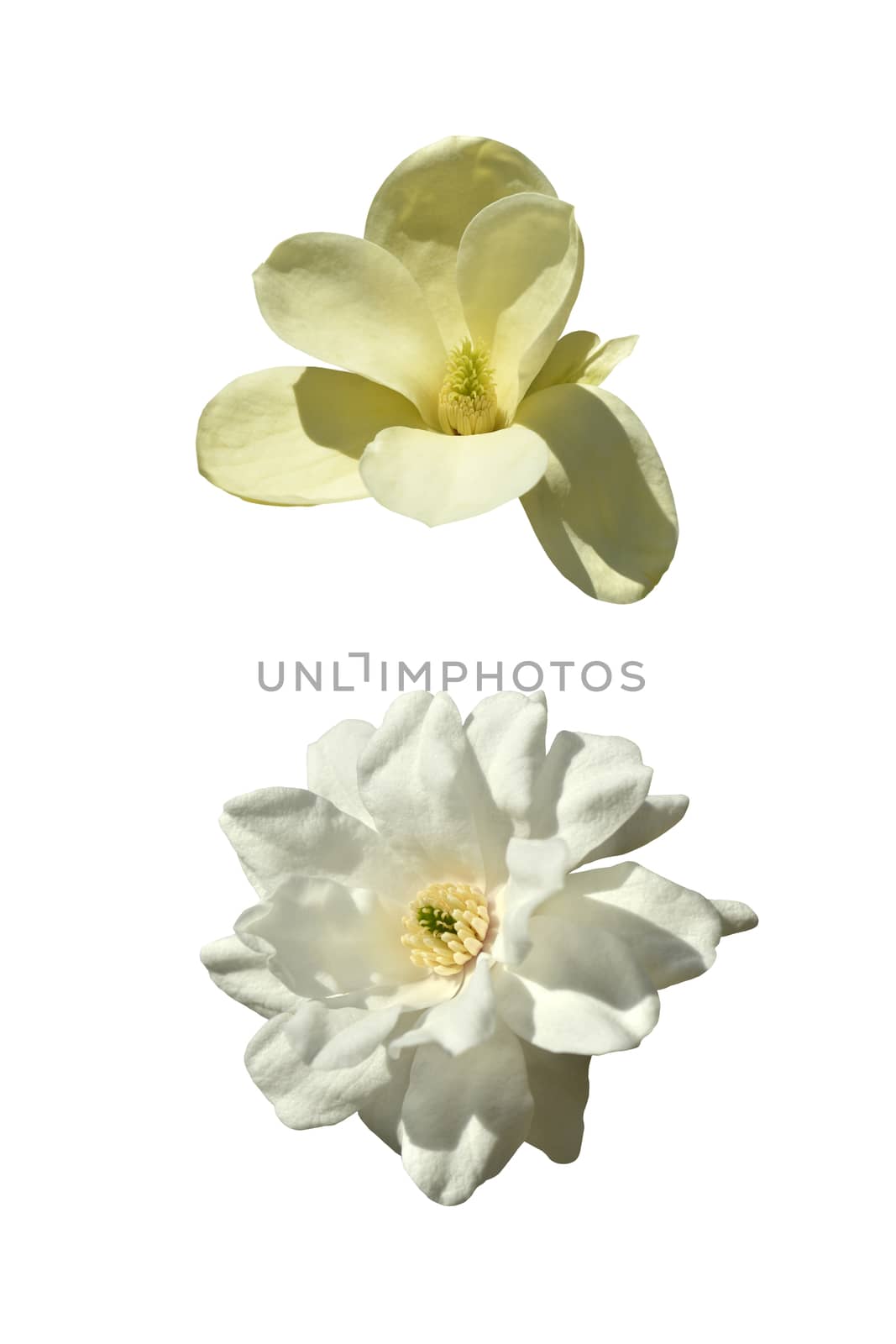 Cose-up of two magnolia isolated on white background