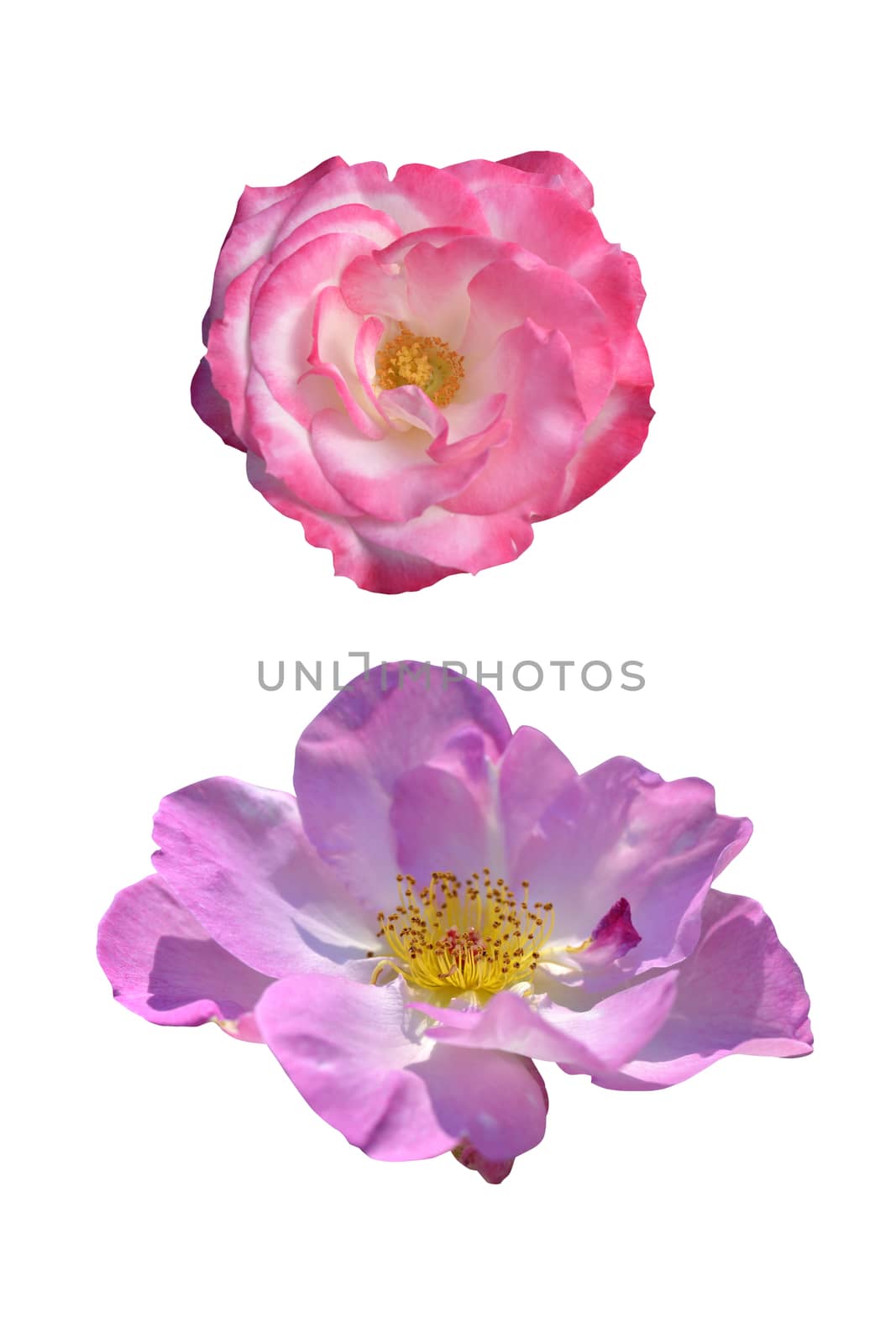 Clos-up of two roses isolated on white background