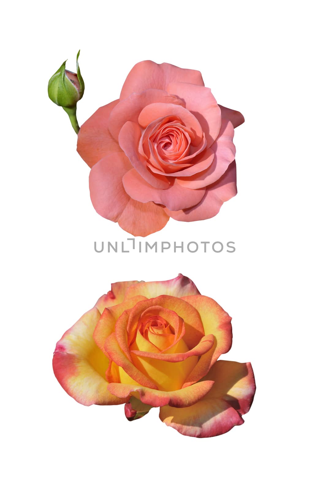 Two roses isolated on white by Hbak