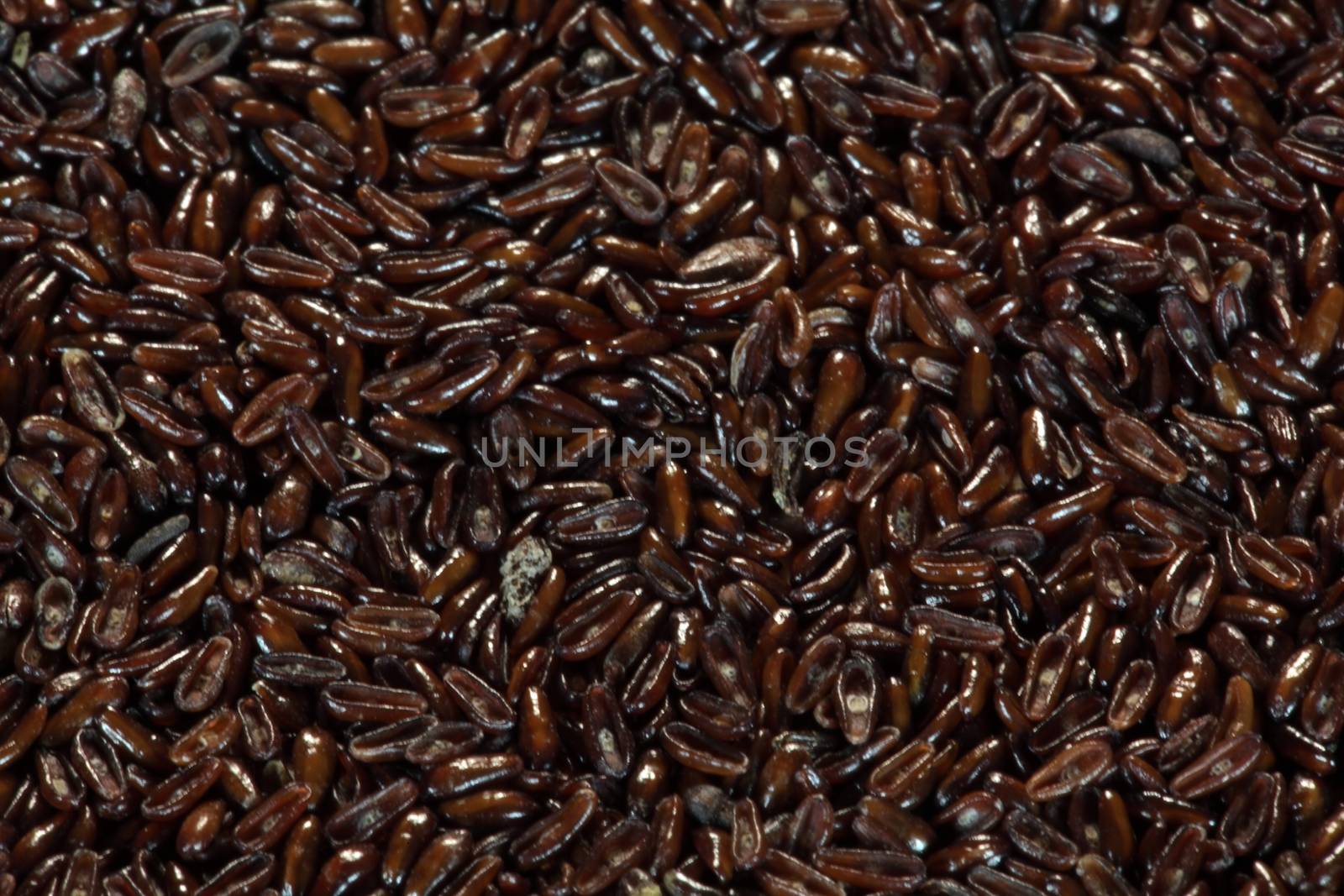 A macro photo of psyllium seed husks (Plantago ovata).