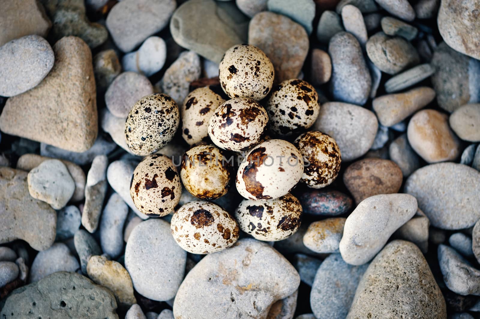 Group of quail eggs on the sea pebbles