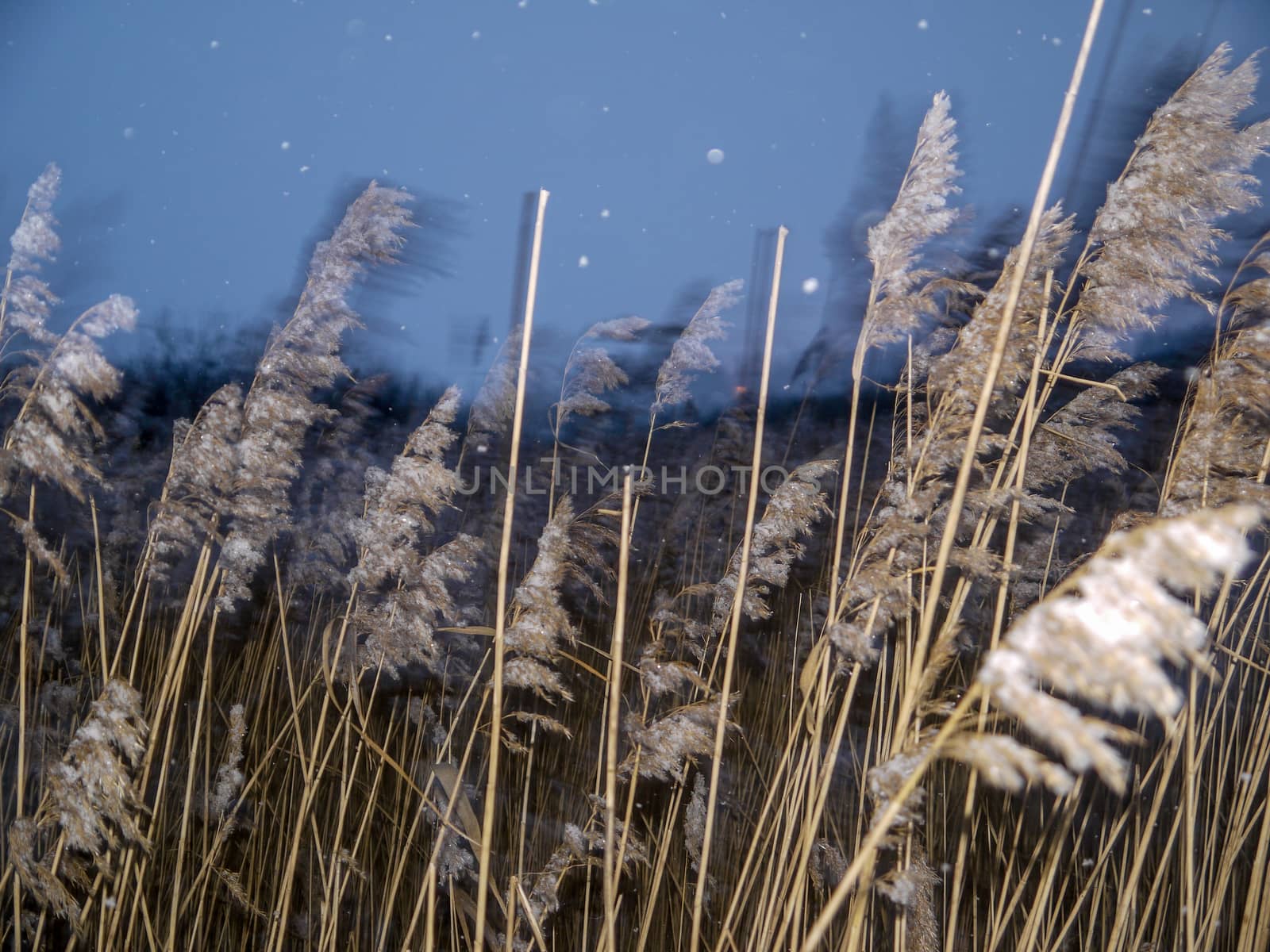 Reeds at evening in winter by dolfinvik