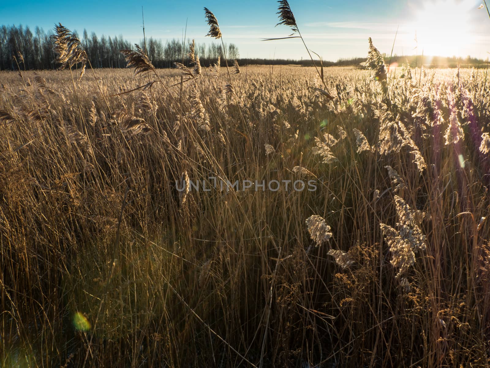 Reeds at sunset by dolfinvik