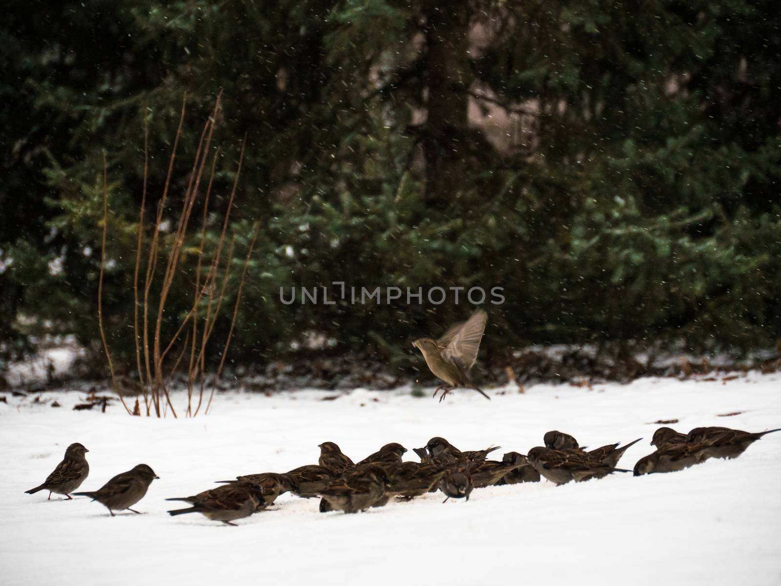 White-throated Sparrow perched on a snow by dolfinvik