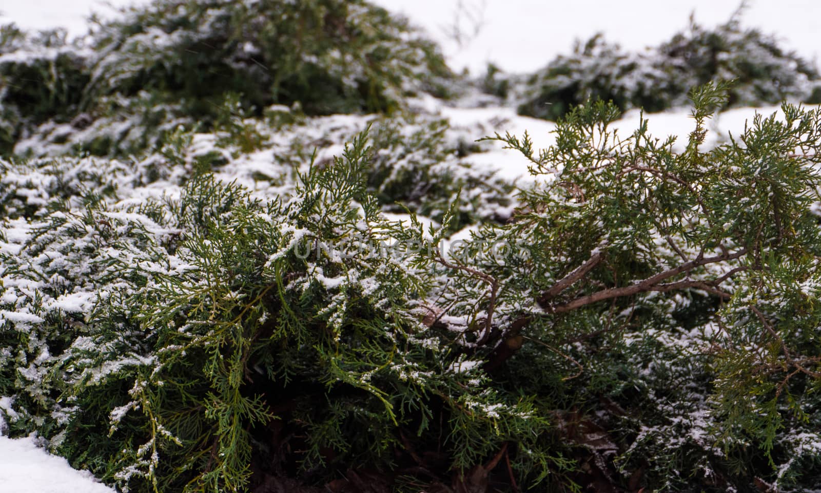 Green pine tree branch with snow by dolfinvik