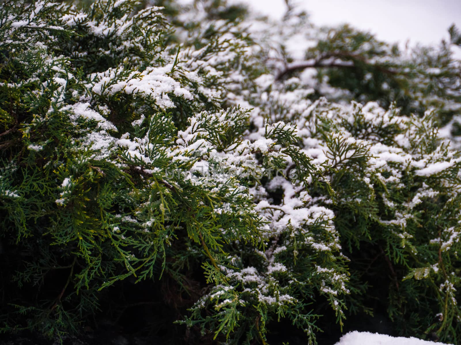 Green conifer pine tree branch with snow