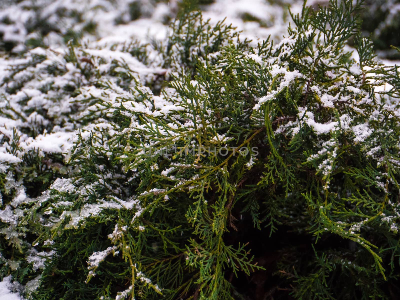 Green conifer pine tree branch with snow