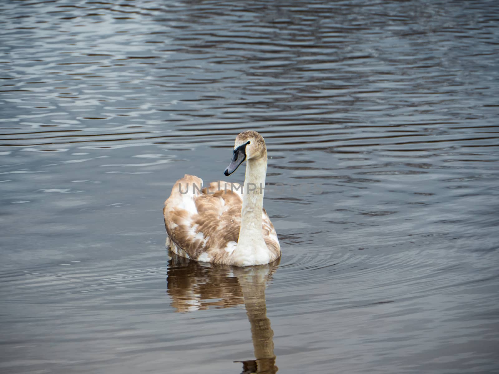 Beautiful young swans in lake by dolfinvik