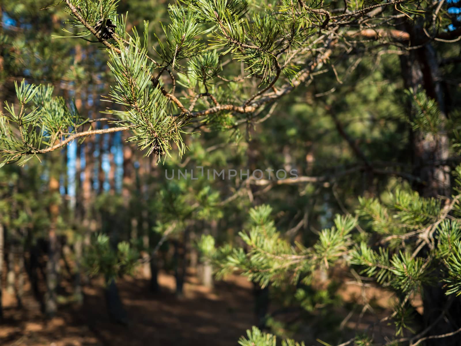 larch forest with sunlight and shadows  by dolfinvik