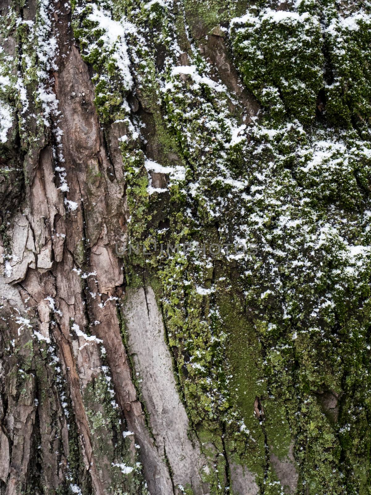 digitally altered seamless texture mossy bark on rain forest tree with snow background