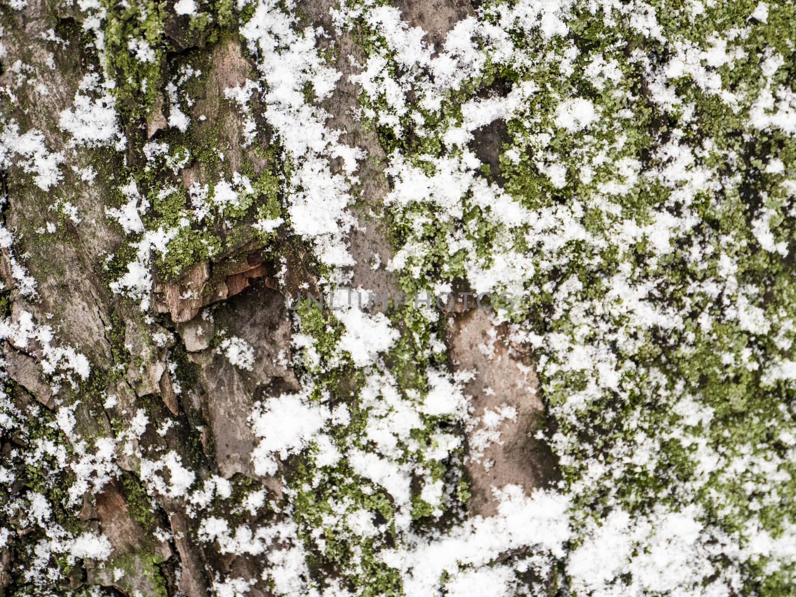digitally altered seamless texture mossy bark on rain forest tree with snow  by dolfinvik