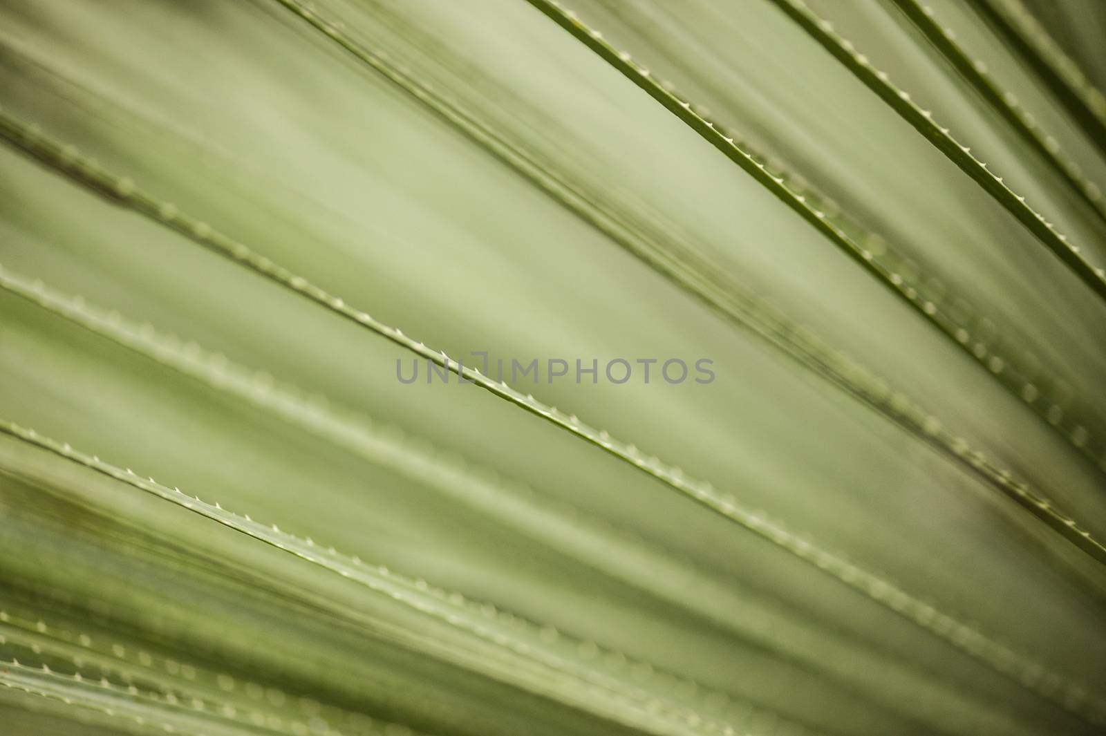 Detail of blades of grass with thorns on edges