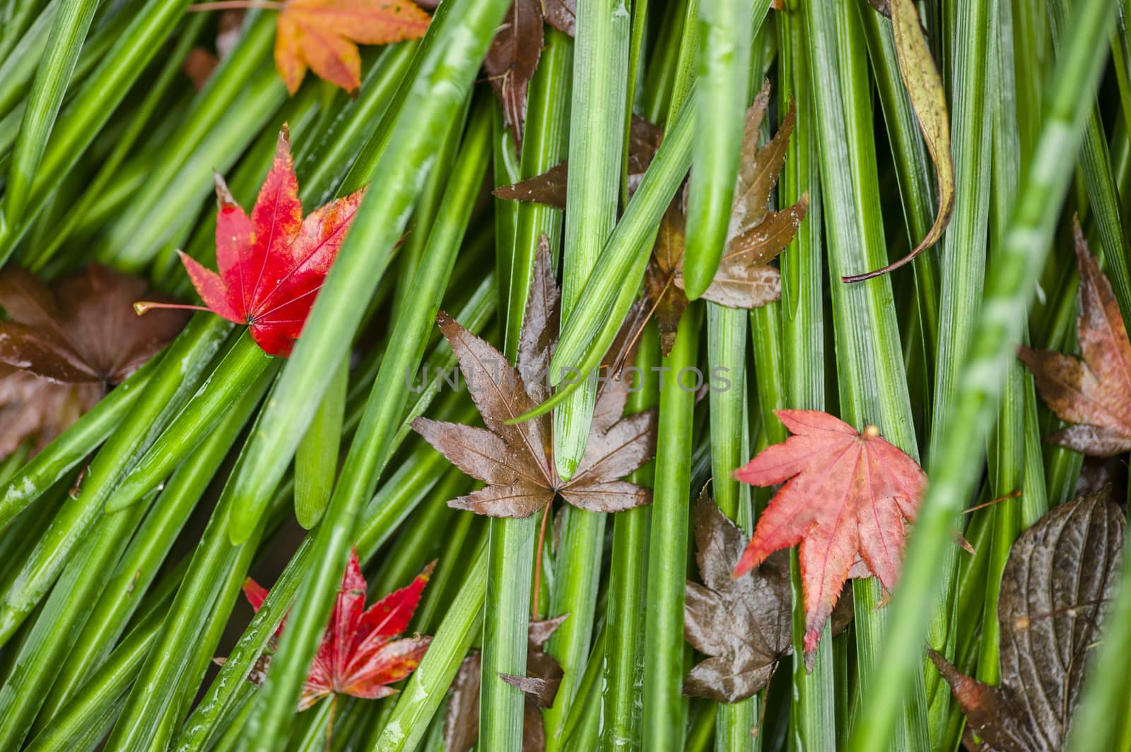 Detail of autumnal fallen Maple tree leaves on green grass