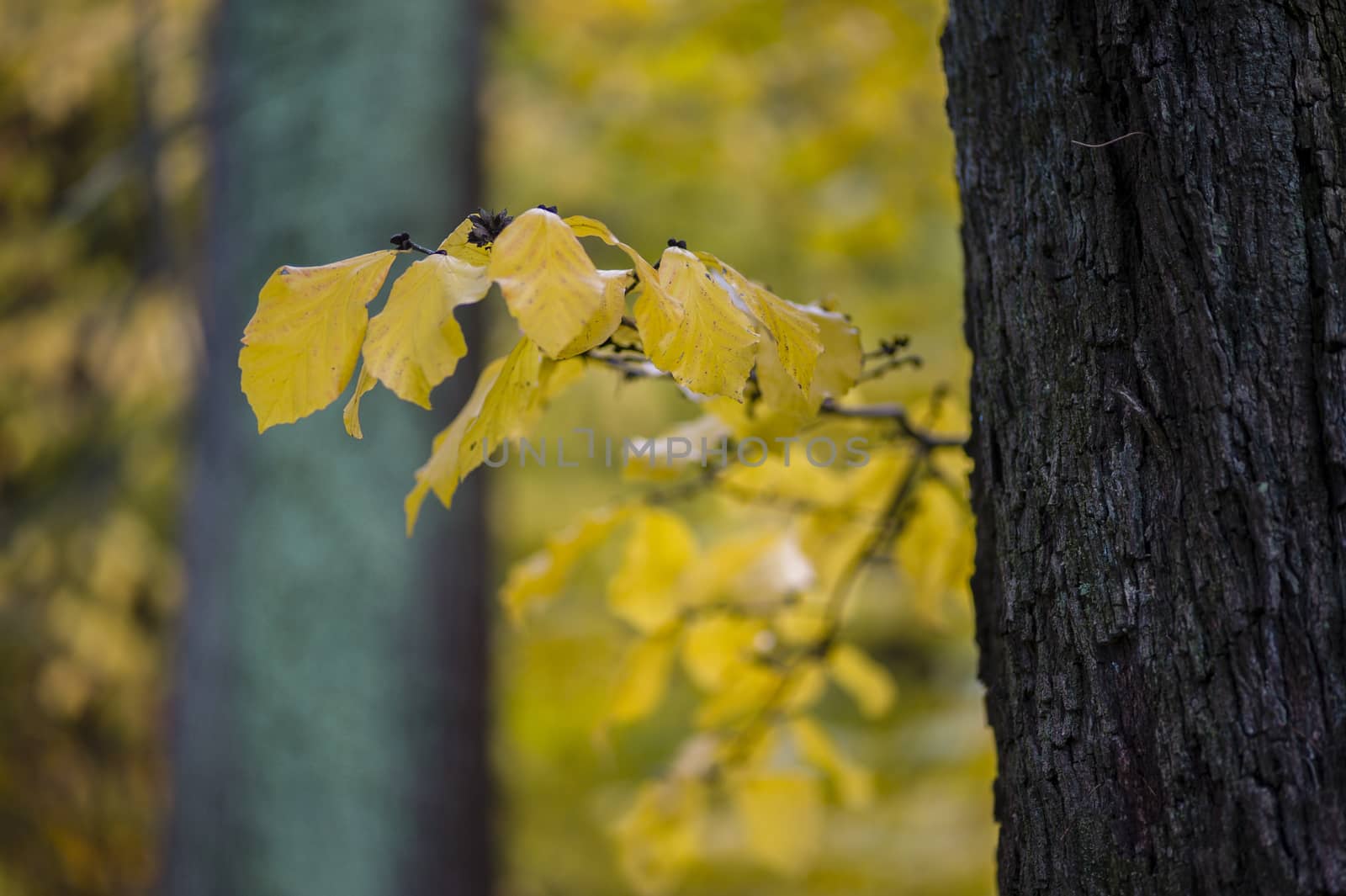 Detail of autumnal tree with yellow, orange, brown and red leaves