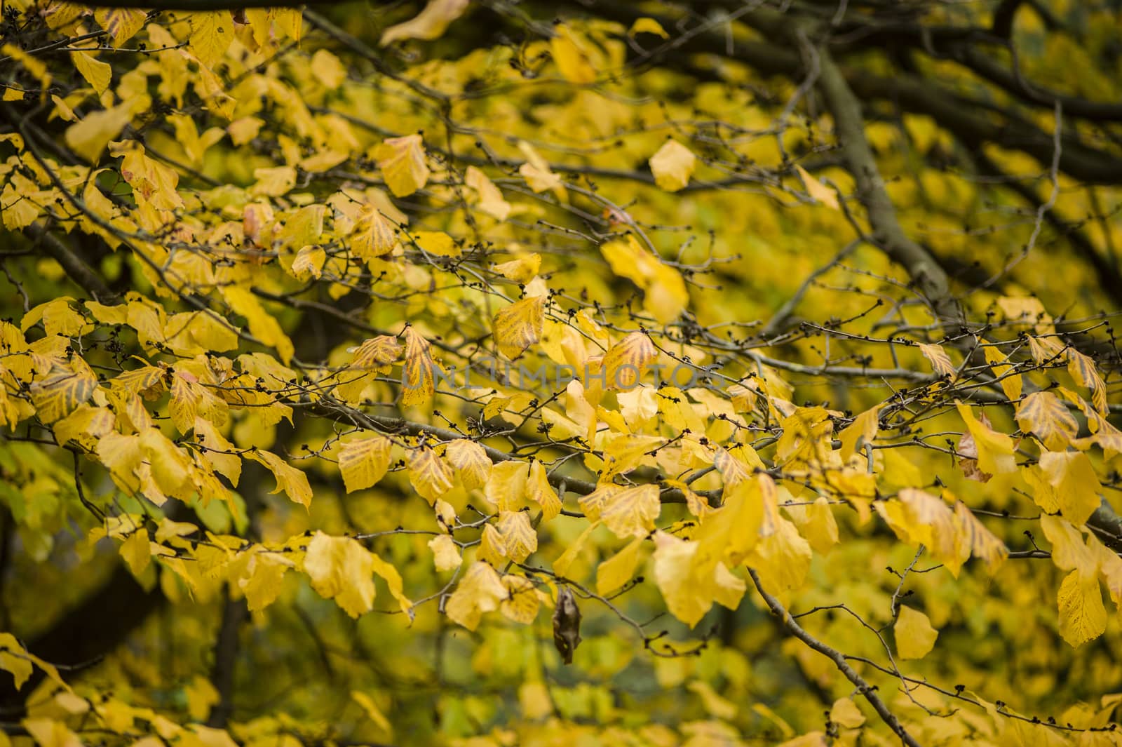 Detail of autumnal tree with yellow, orange, brown and red leaves