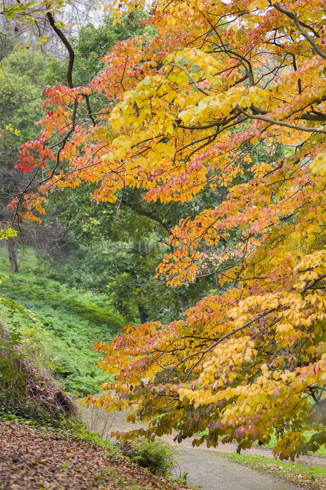Detail of autumnal tree with yellow, orange, brown and red leaves, Parrotia persica