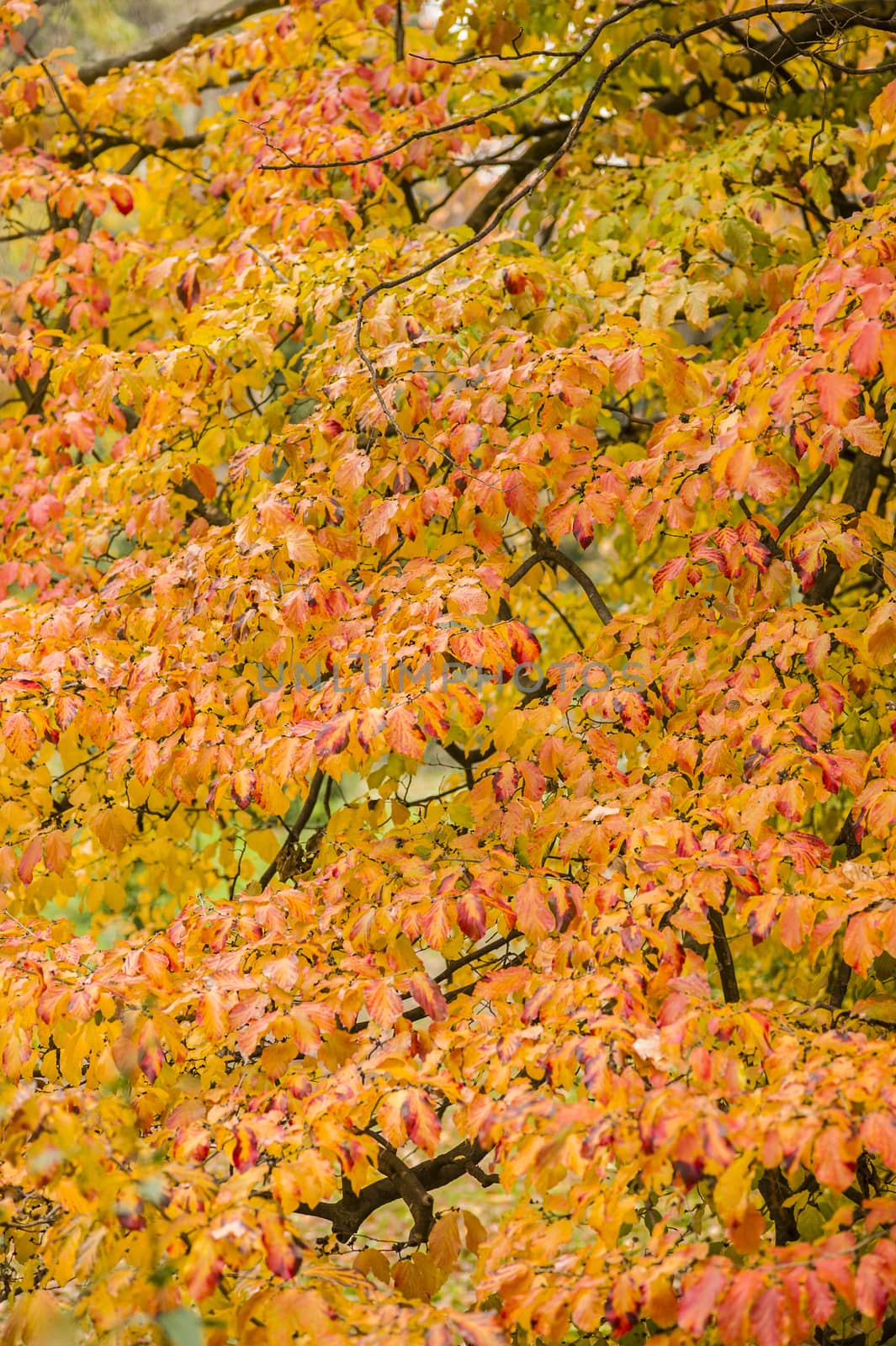 Detail of autumnal tree with yellow, orange, brown and red leaves, Parrotia persica