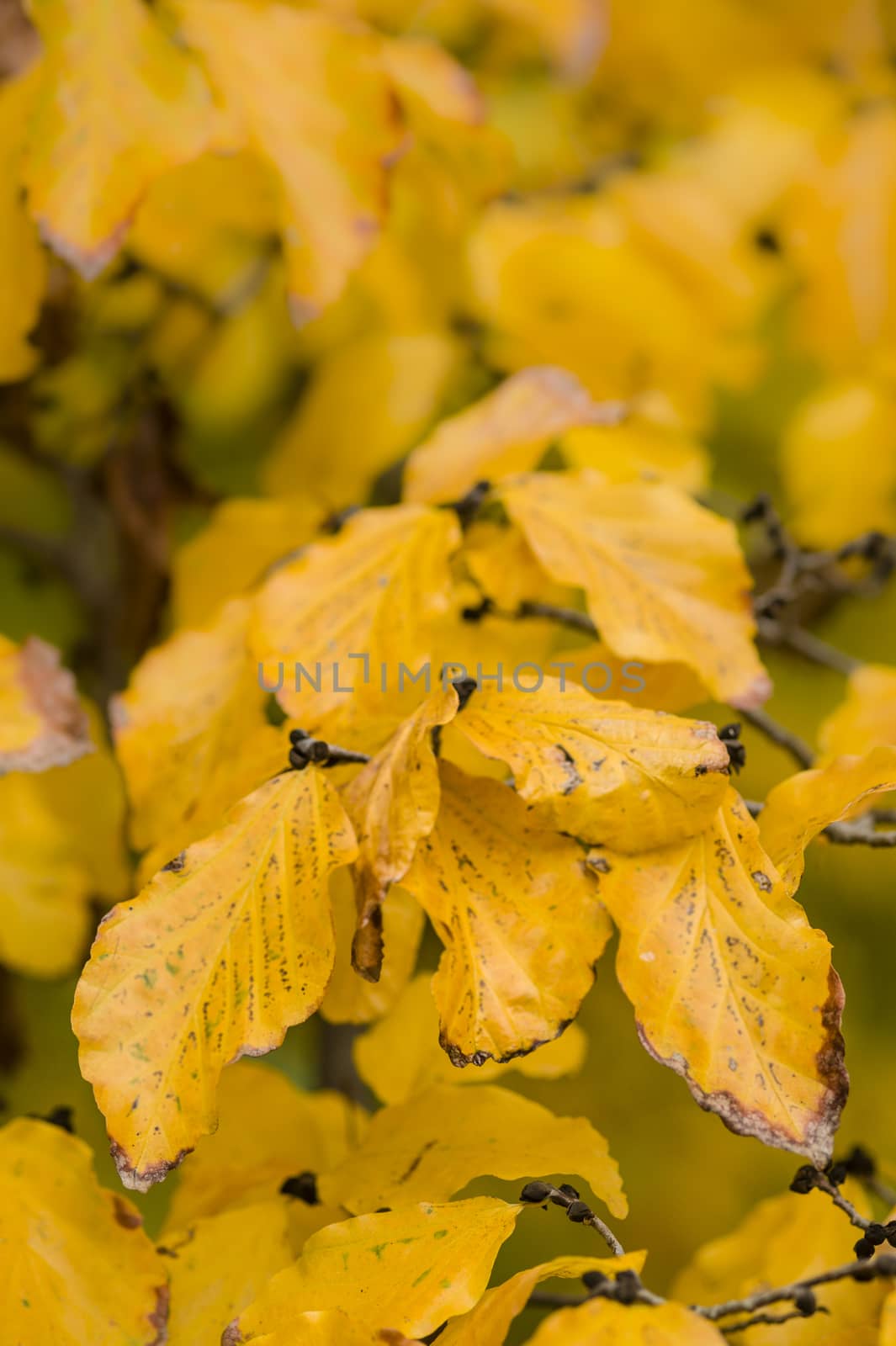 Detail of autumnal tree with yellow, orange, brown and red leaves, Parrotia persica