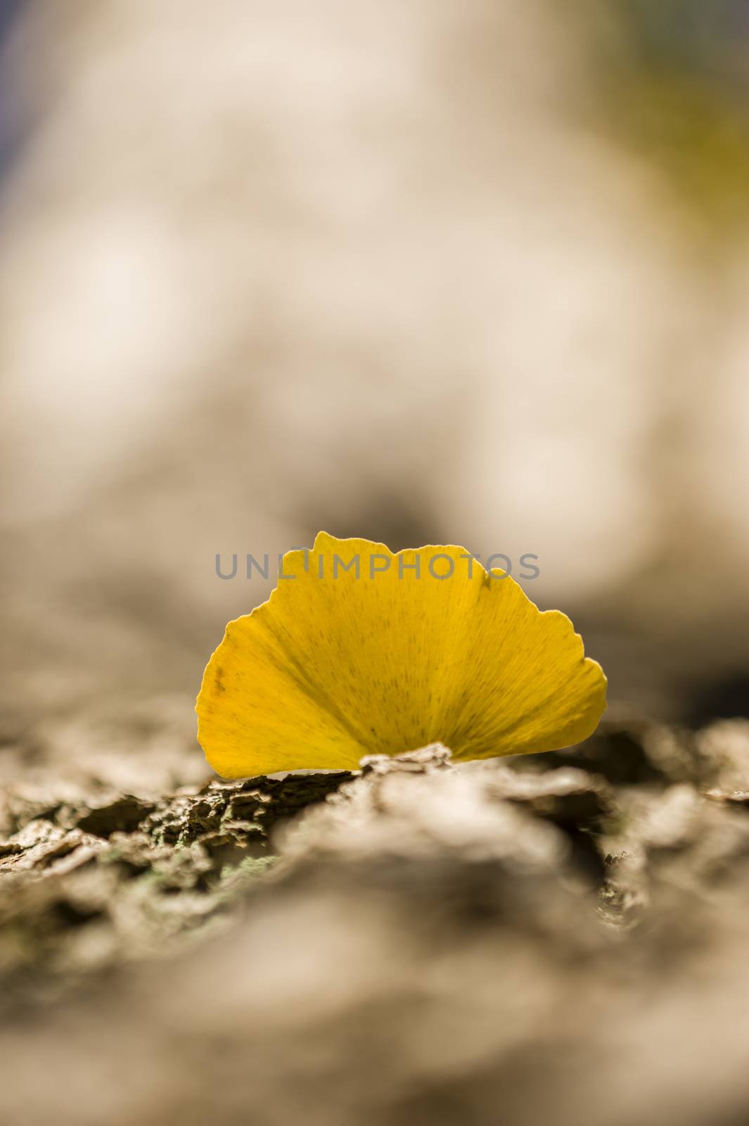 Detail of autumnal Gingko tree leaf on trunk