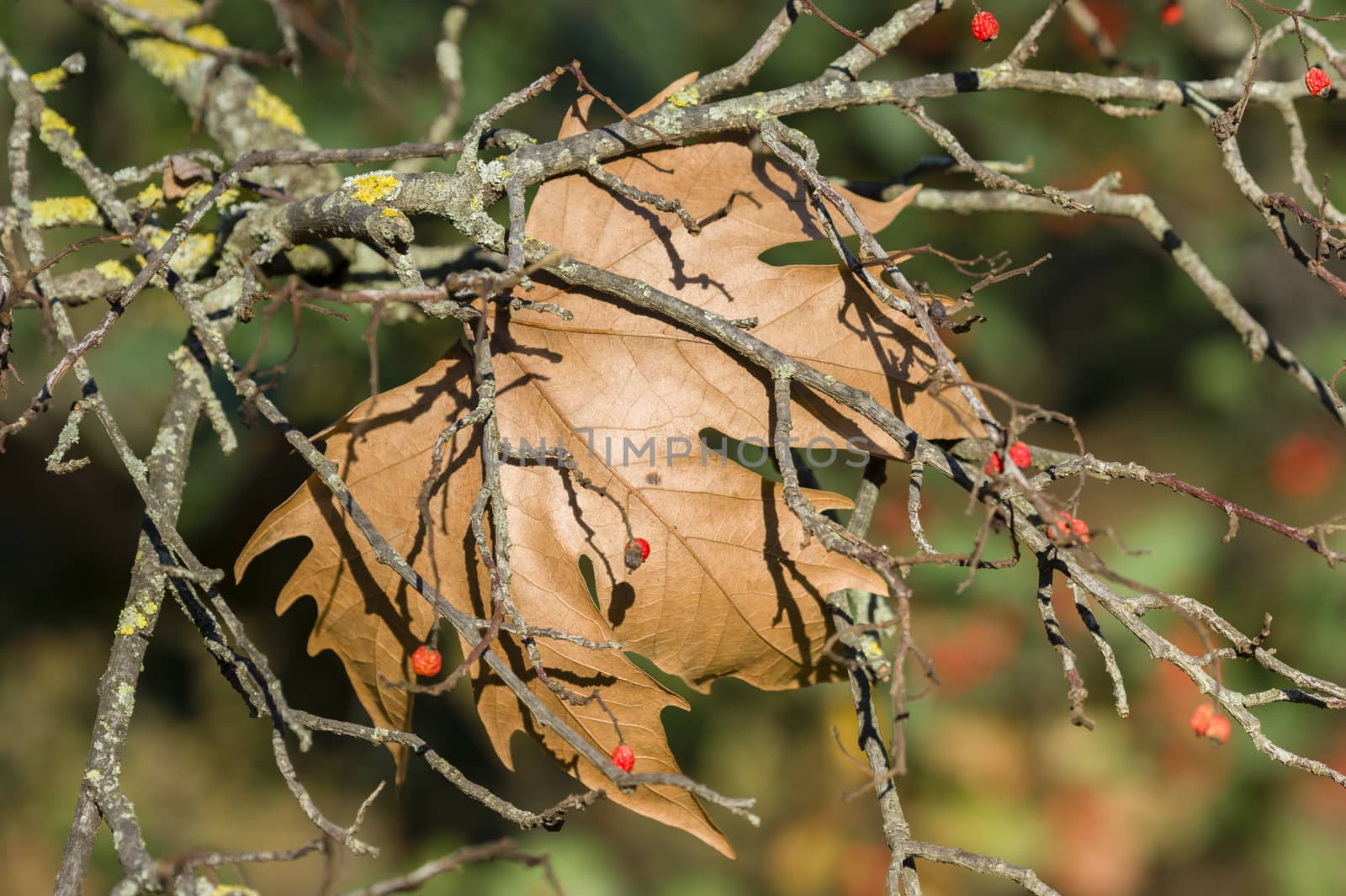 Detail of autumnal poplar tree leaf and red berries