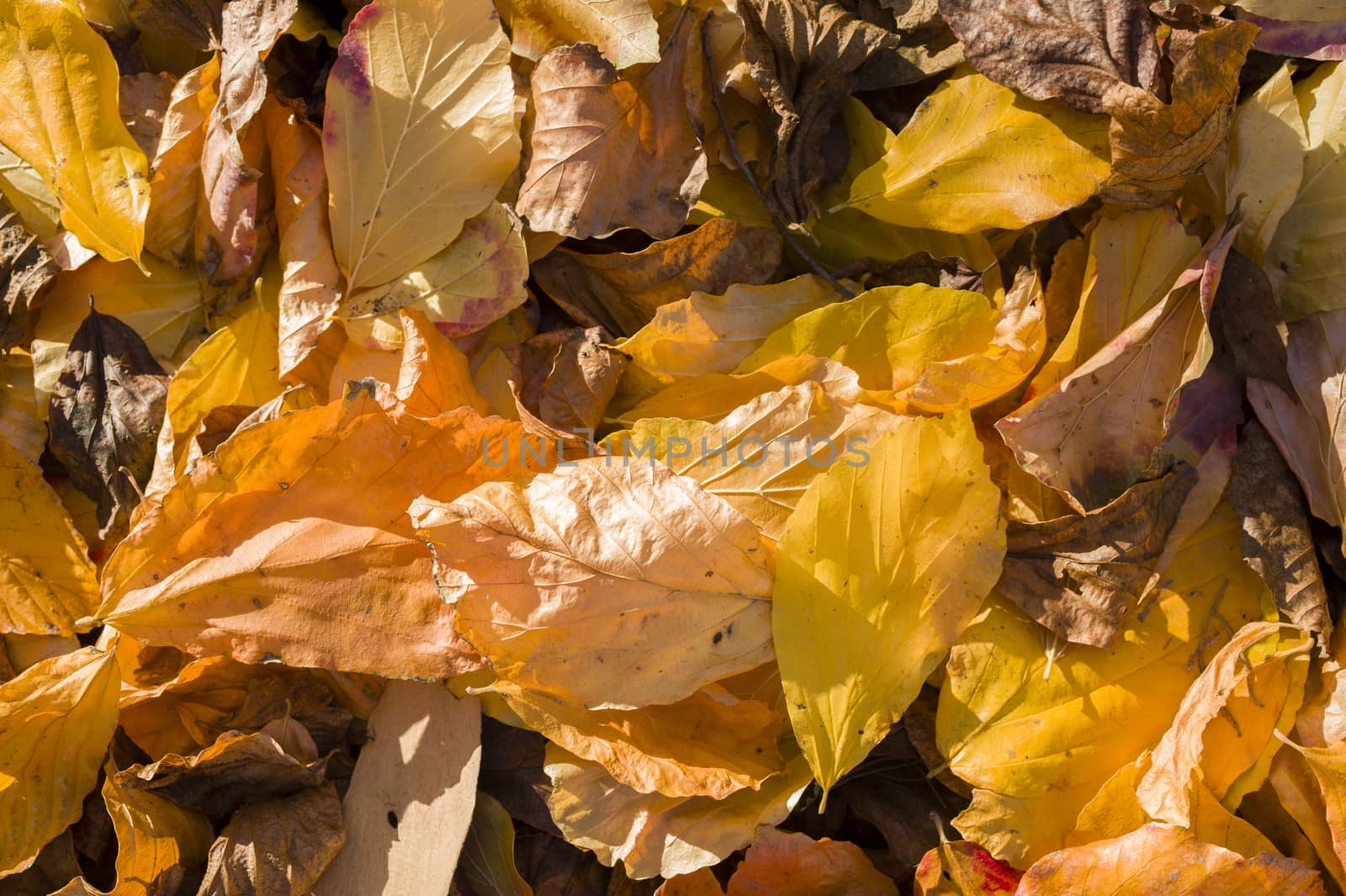 Detail of autumnal yellow, orange, brown and red leaves