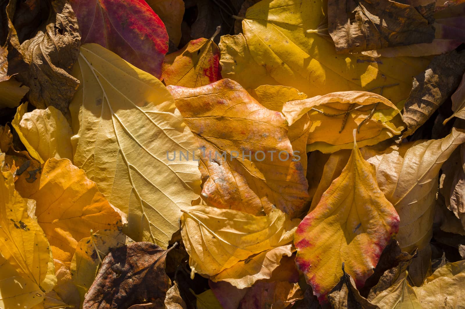 Detail of autumnal yellow, orange, brown and red leaves