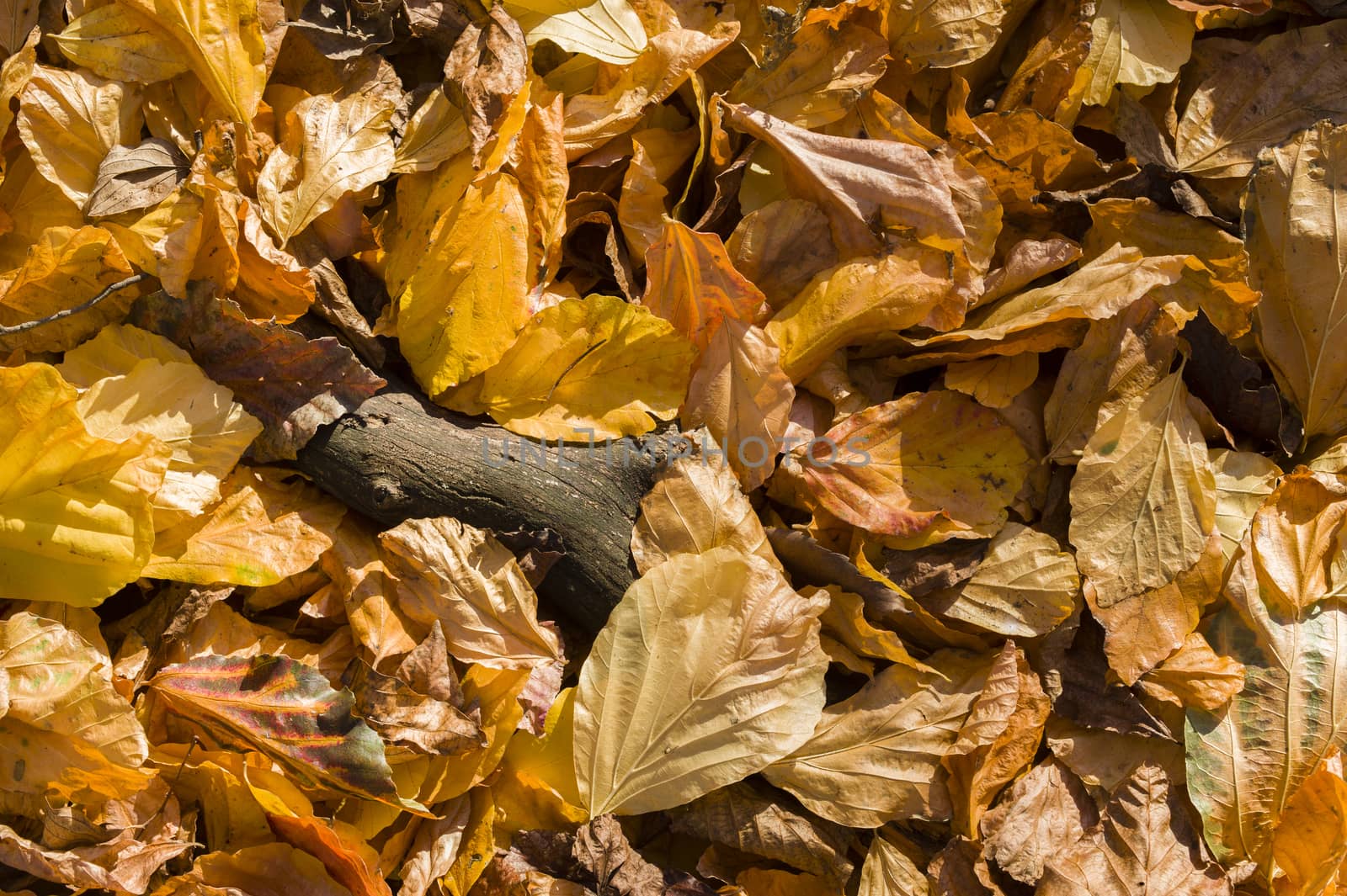 Detail of autumnal yellow, orange, brown and red leaves