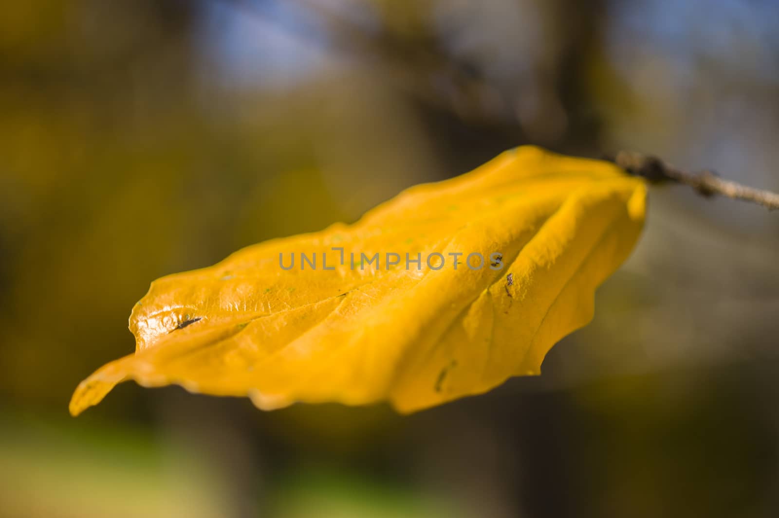 Detail of yellow autumnal tree leaf of Parrotia persica