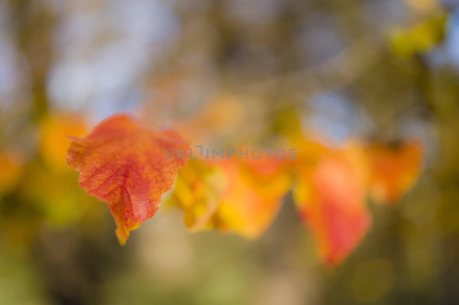 Detail of yellow autumnal tree leaf of Parrotia persica