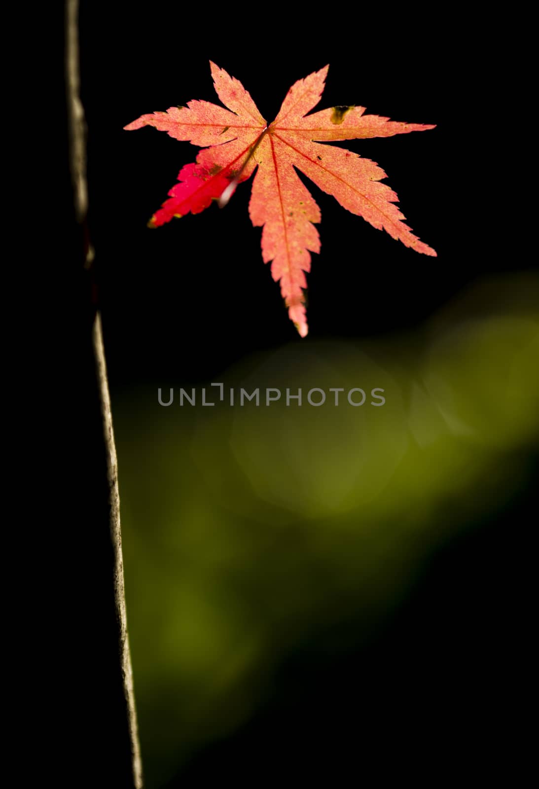 Detail of autumnal maple tree with yellow, orange, and red leaves, Acer palmatum