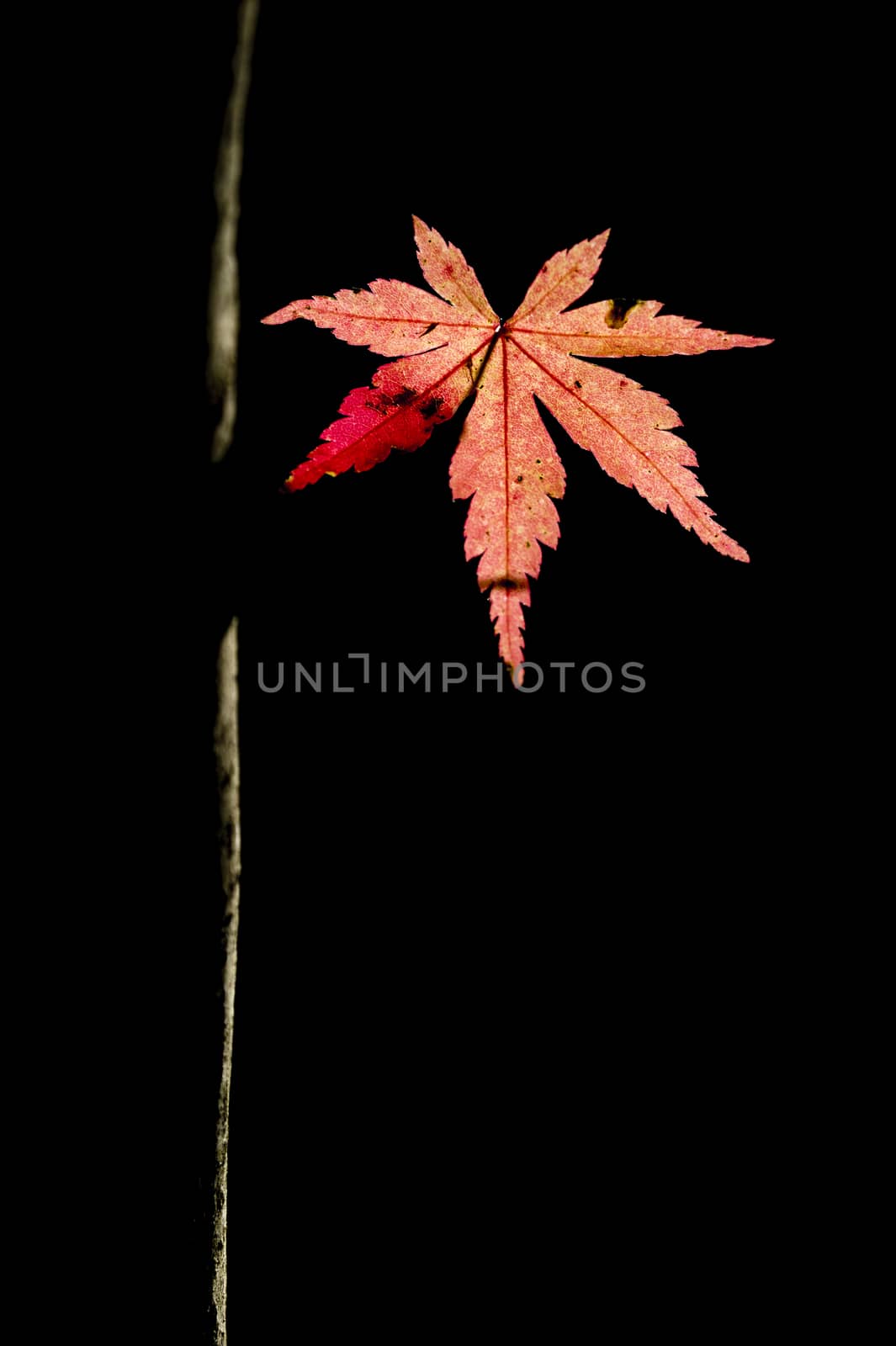 Detail of autumnal maple tree with yellow, orange, and red leaves, Acer palmatum