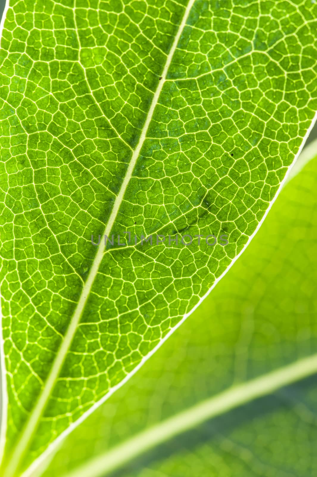 Detail of green leaf in back light with veins and cells