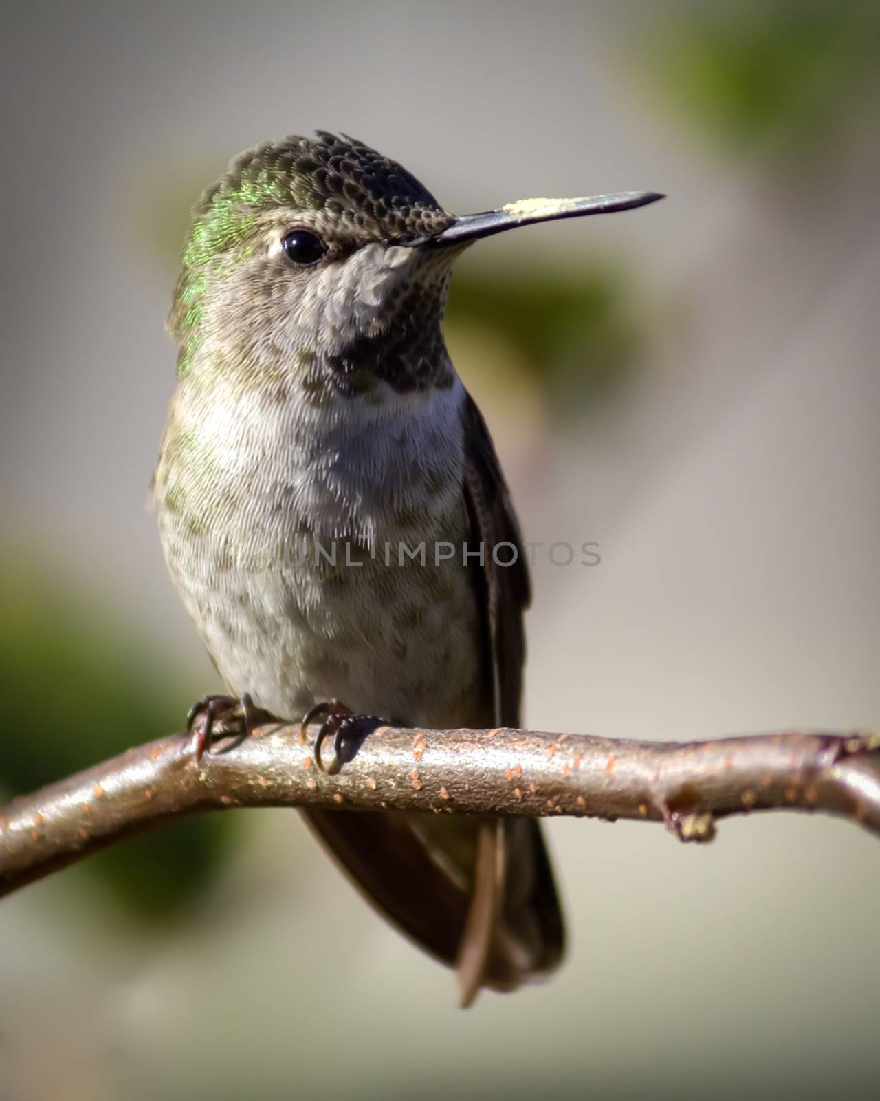 Anna's hummingbird, Northern California, USA. Color image.