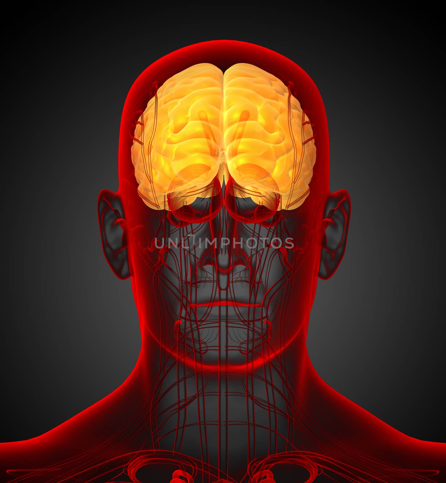 3d render medical illustration of the brain - back view