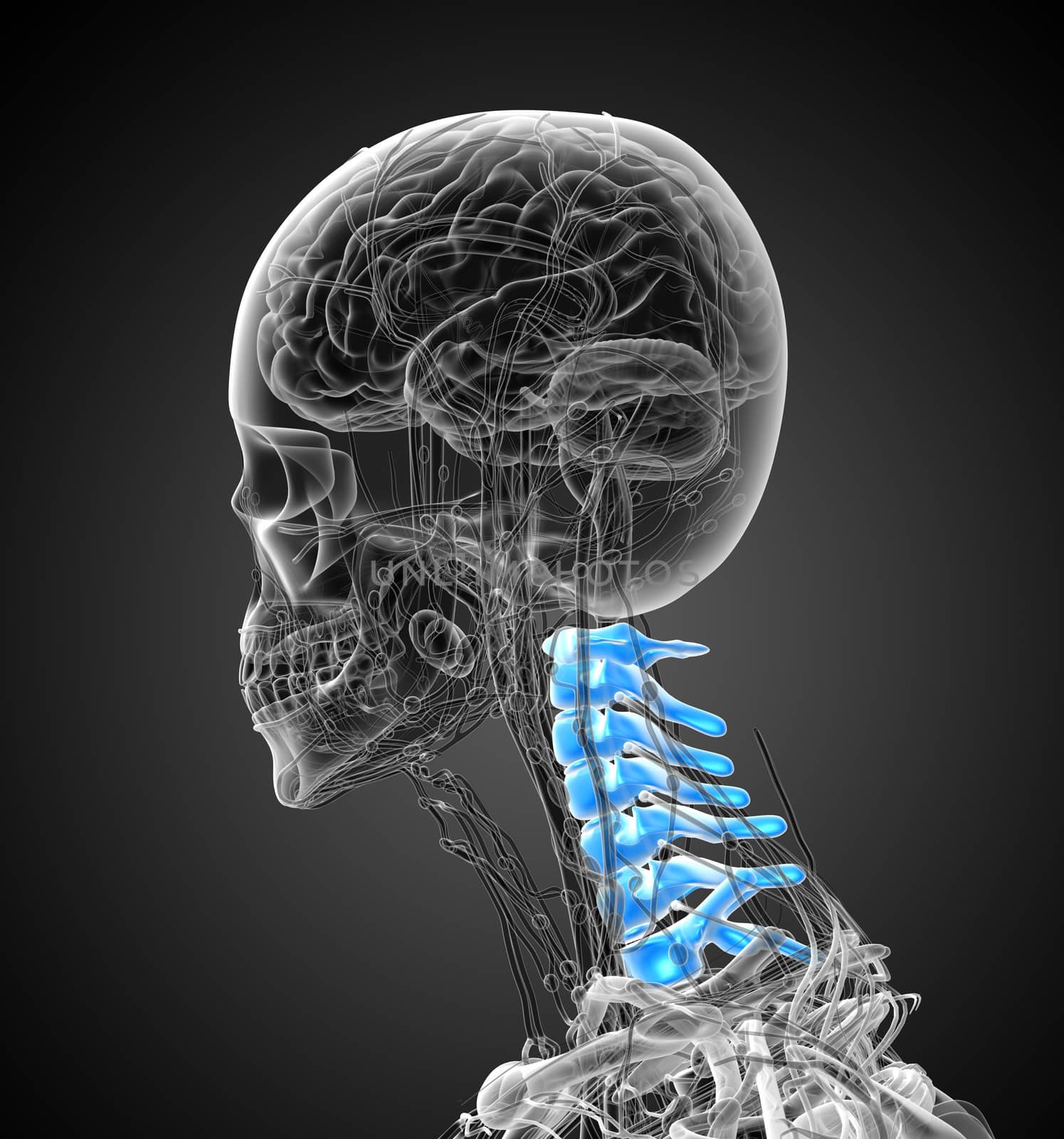 3d render medical illustration of the cervical spine - side view