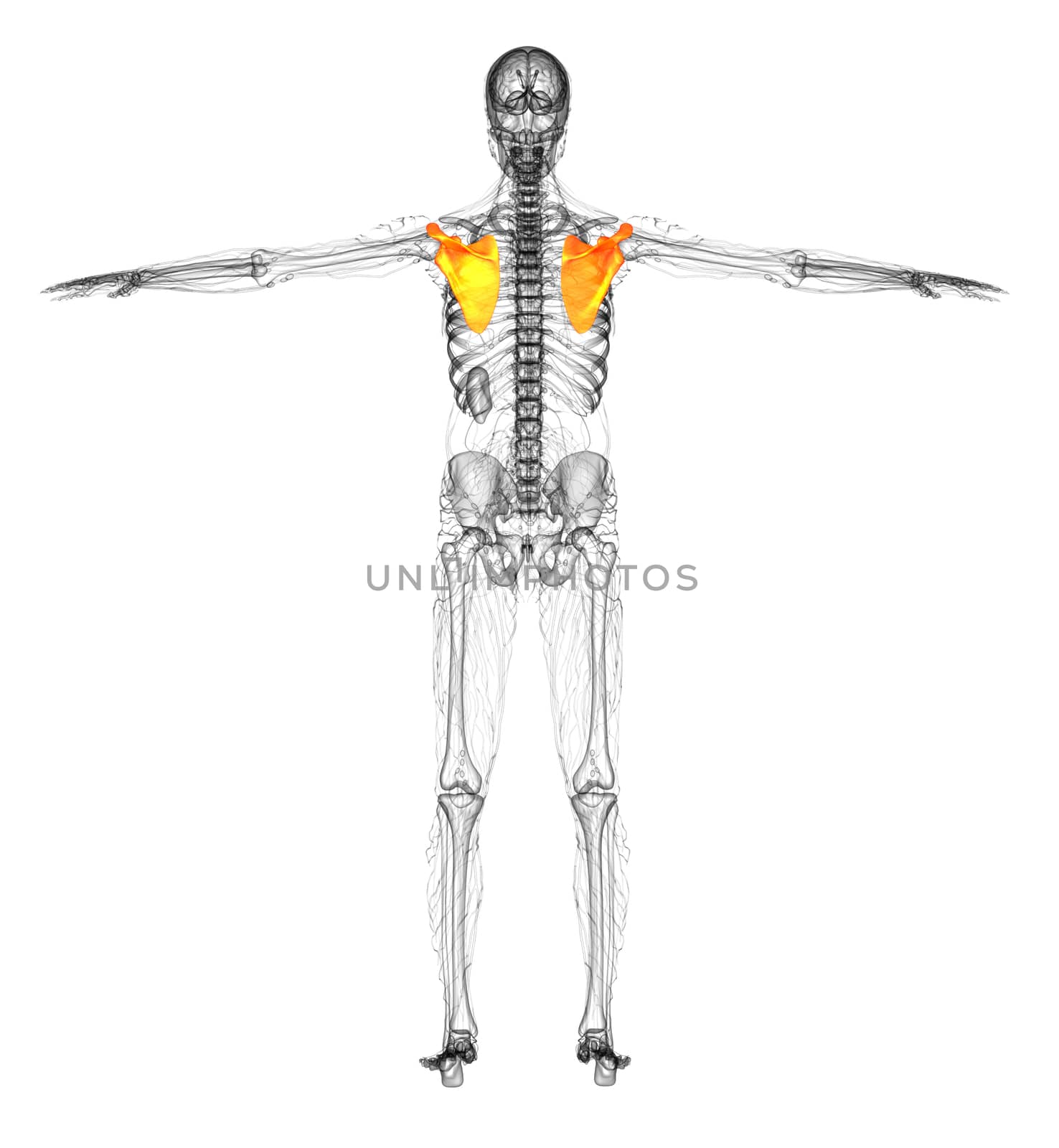 3d render medical illustration of the scapula bone - back view