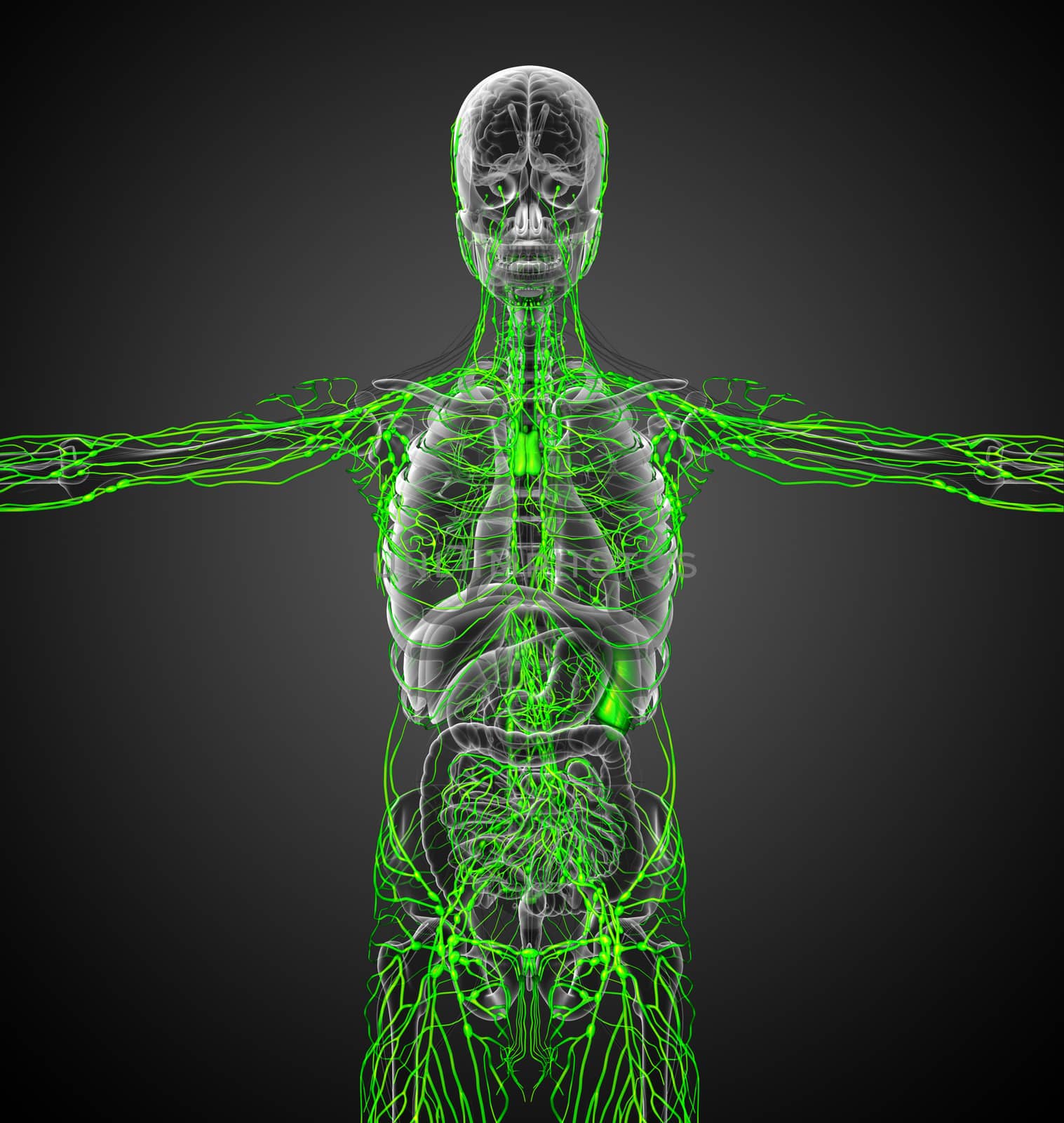 3d render medical illustration of the lymphatic system - front view