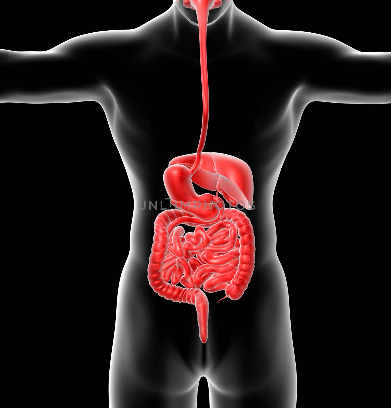 3d render medical illustration of the human digestive system - back view