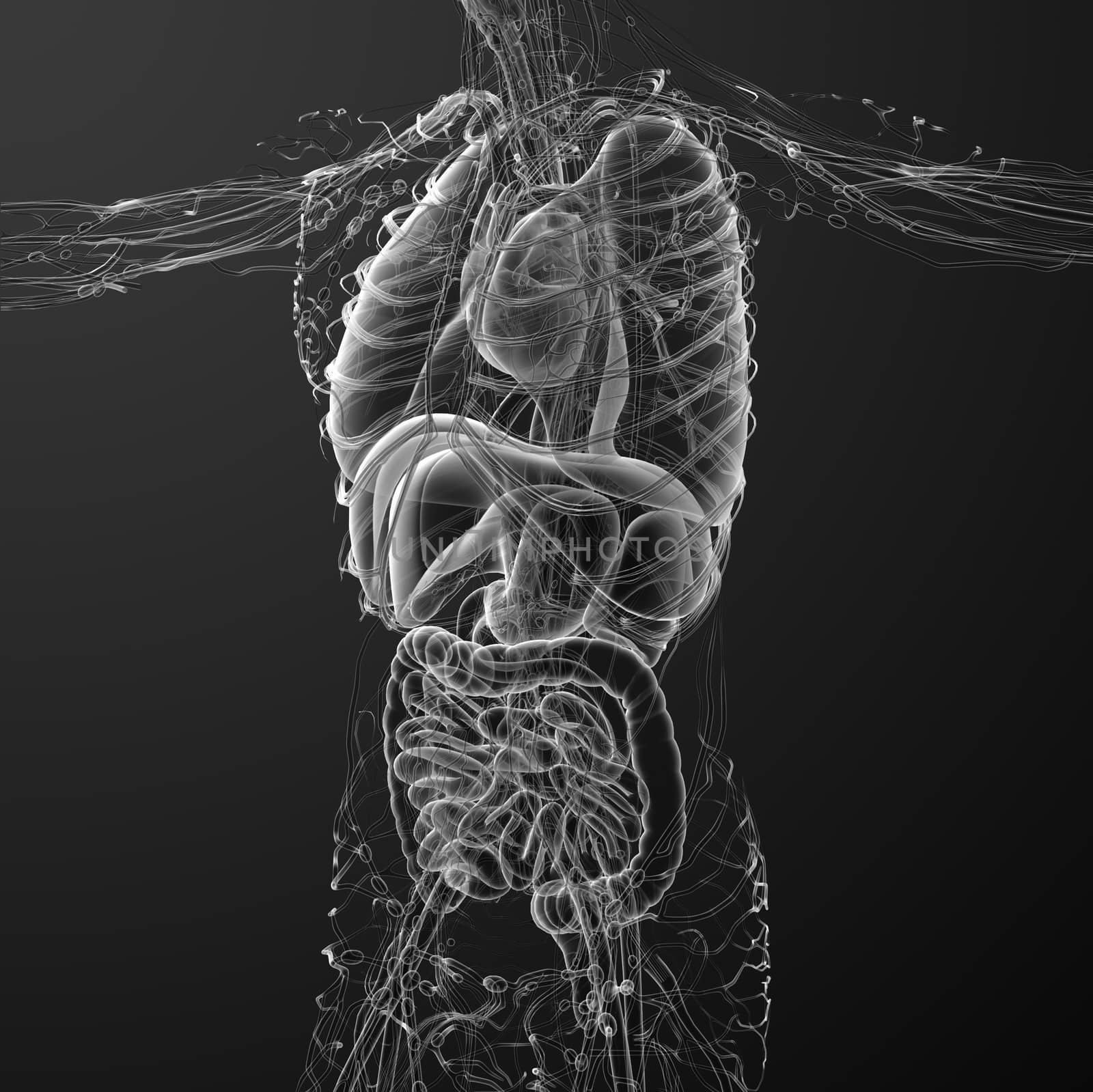 3d render medical 3d illustration of the human body by maya2008