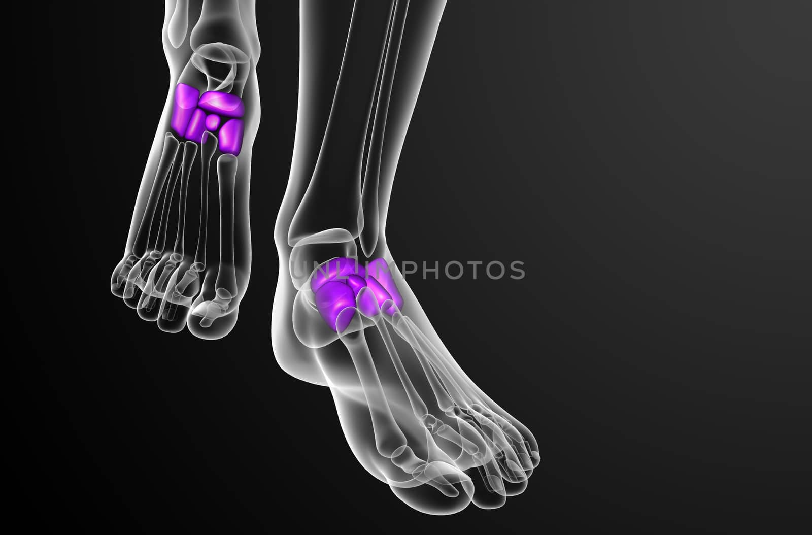 3d render medical illustration of the midfoot bone by maya2008