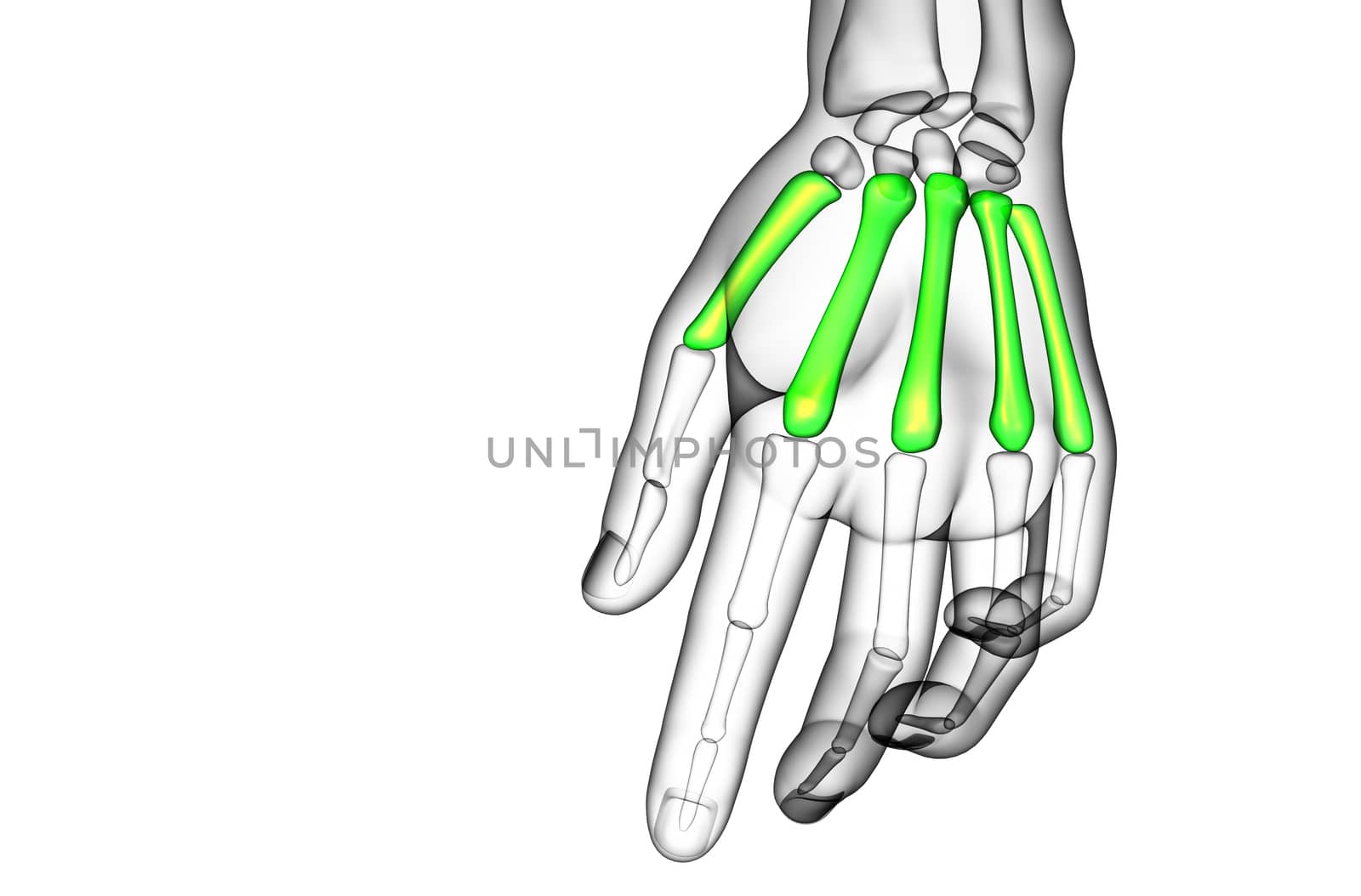 3d render medical illustration of the metacarpal bone  by maya2008