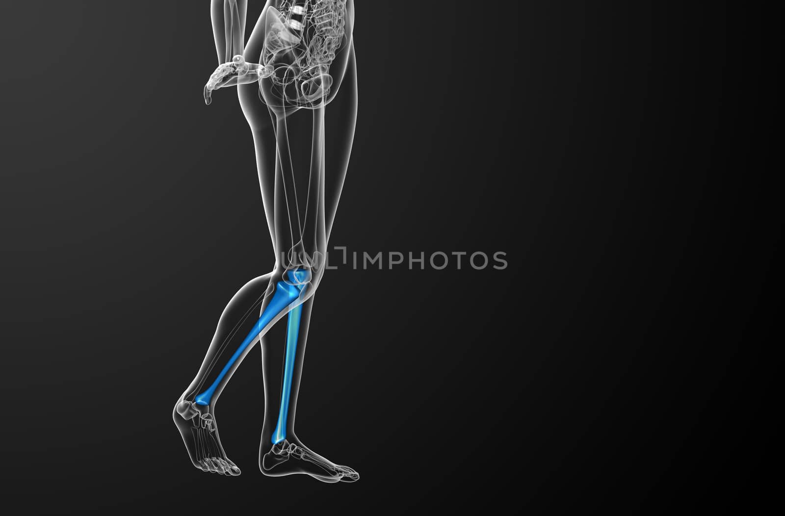 3d render medical illustration of the tibia bone  by maya2008