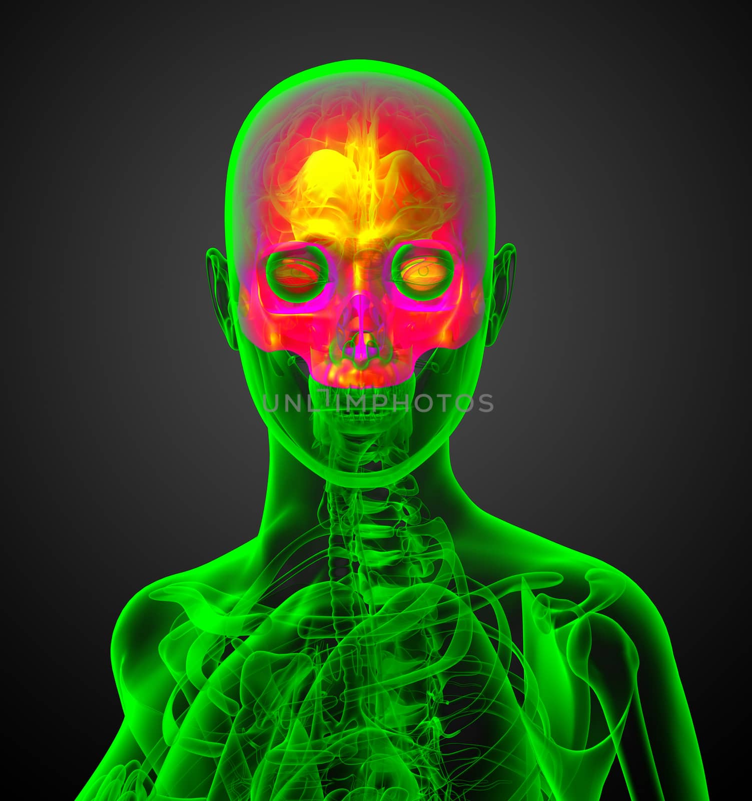 3d render medical illustration of the upper skull - front view