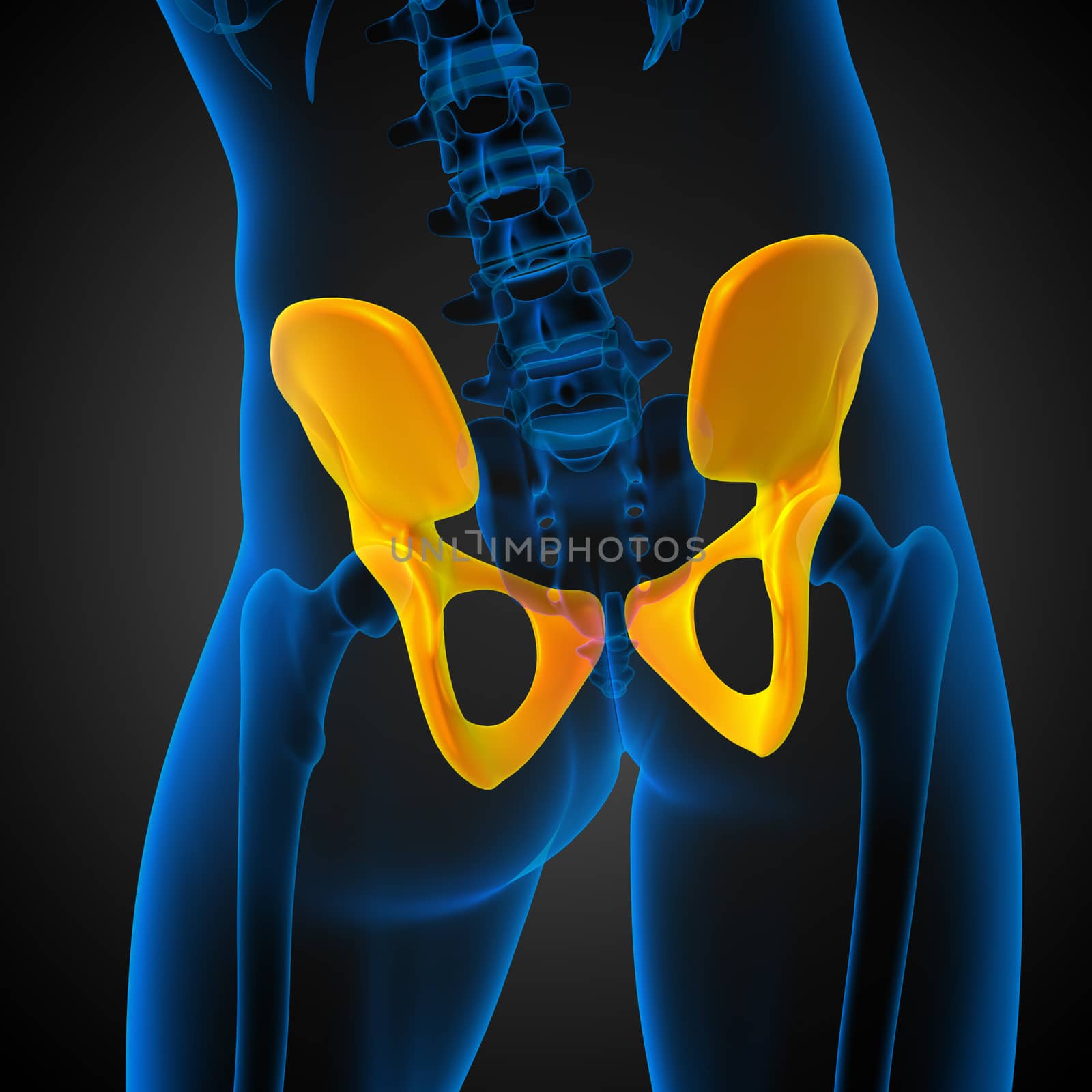 3D medical illustration of the pelvis bone by maya2008
