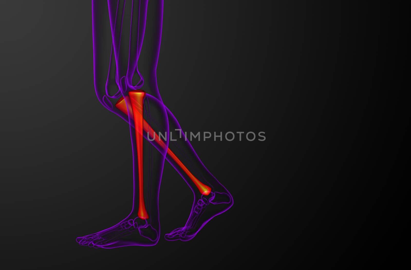 3d render medical illustration of the tibia bone  by maya2008